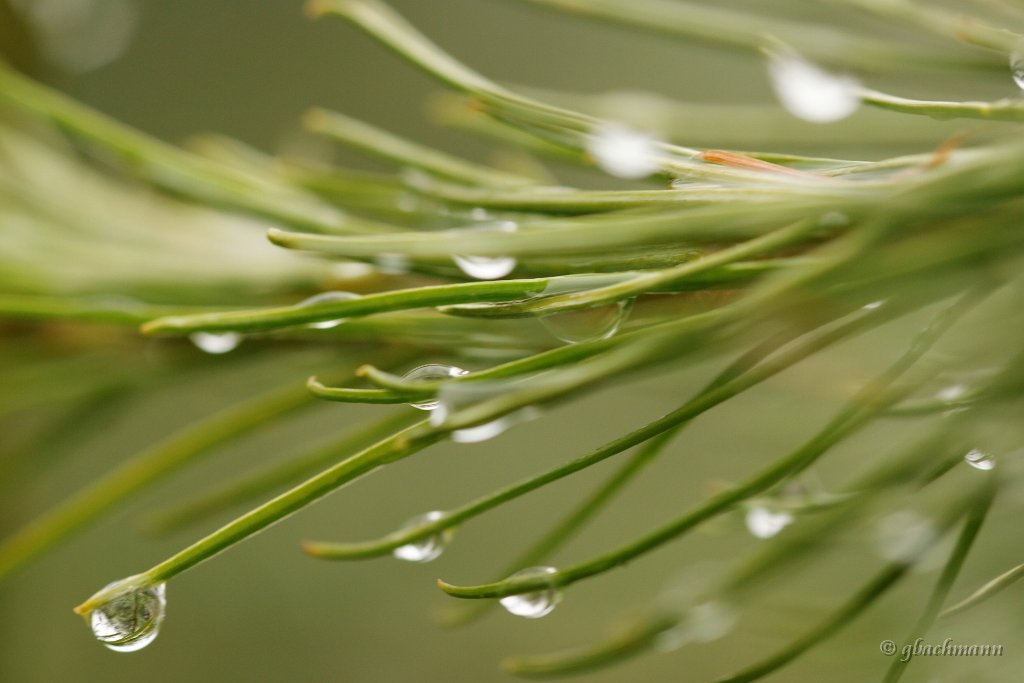 20090803_071_raw
